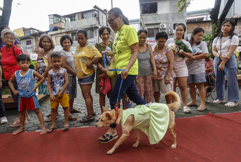 Pet fashion show held to mark World Animal Day in the Philippines © ANSA/EPA